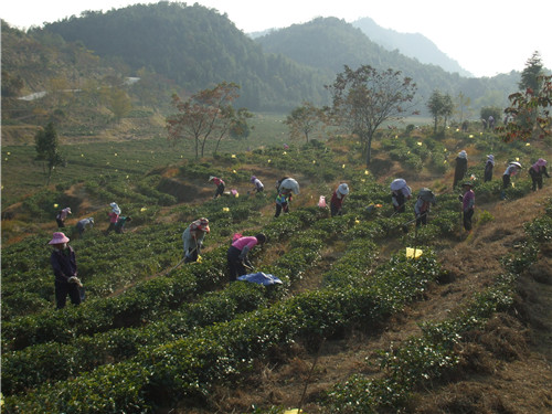 茶場(chǎng)基地