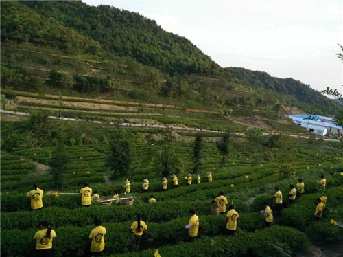茶場(chǎng)基地