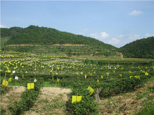茶場(chǎng)基地