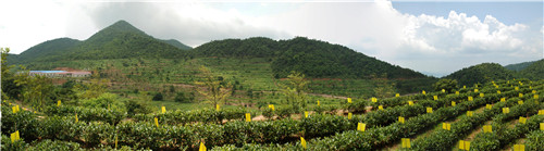 茶場(chǎng)基地