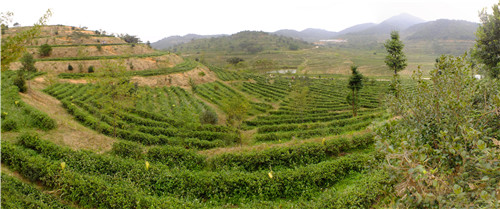 茶場(chǎng)基地