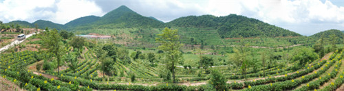 茶場(chǎng)基地