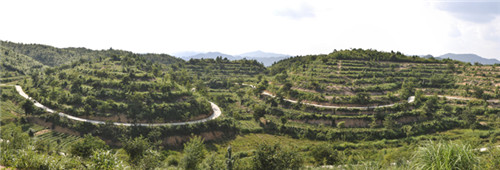 茶場(chǎng)基地