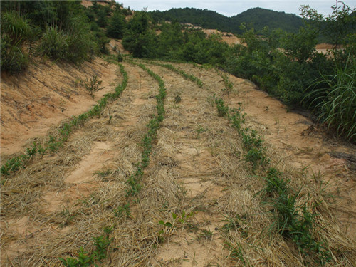 茶場(chǎng)基地