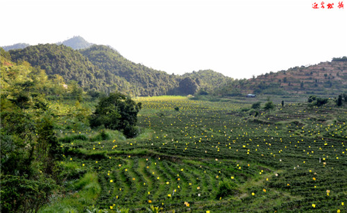 茶場(chǎng)基地
