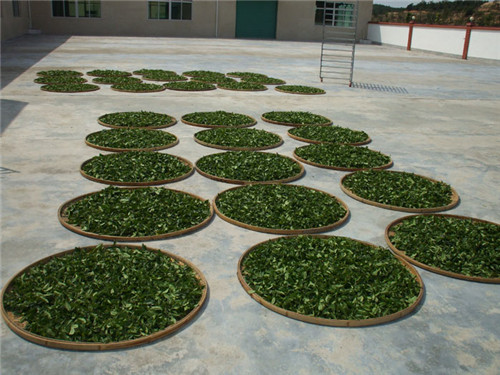 茶場(chǎng)基地