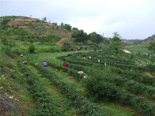 茶場(chǎng)基地