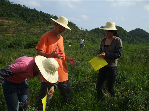 茶場(chǎng)基地