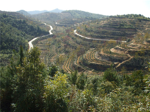 茶場(chǎng)基地