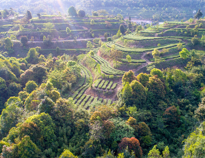 茶場(chǎng)基地