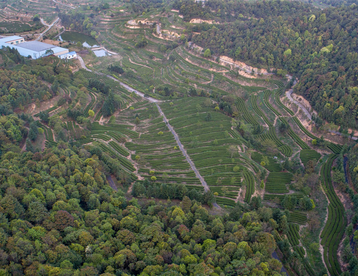 茶場(chǎng)基地