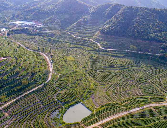茶場(chǎng)基地