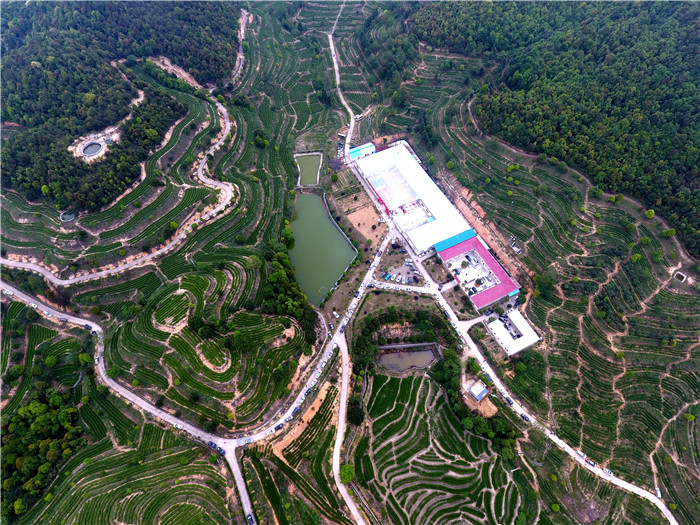 茶場(chǎng)基地